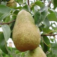 Саджанець Груша Стрийська